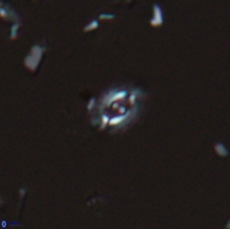 Crucibiscutum salebrosum 17056