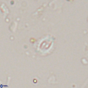 Crucibiscutum salebrosum 17058