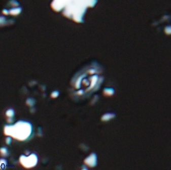 Crucibiscutum salebrosum 18655