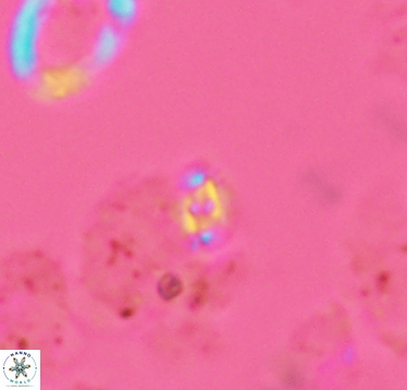 Crucibiscutum salebrosum 2935
