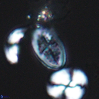 Crucicribrum cuniculatum 9367