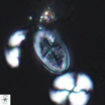 Crucicribrum cuniculatum 9367