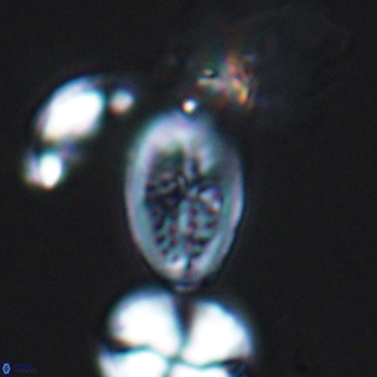 Crucicribrum cuniculatum 9370