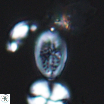 Crucicribrum cuniculatum 9370