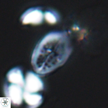 Crucicribrum cuniculatum 9371