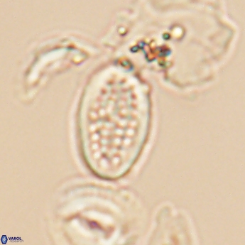 Crucicribrum cuniculatum 9373