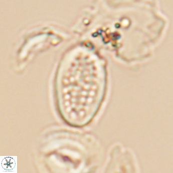 Crucicribrum cuniculatum 9373