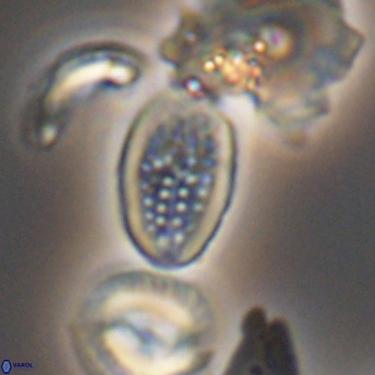 Crucicribrum cuniculatum 9374
