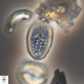 Crucicribrum cuniculatum 9374