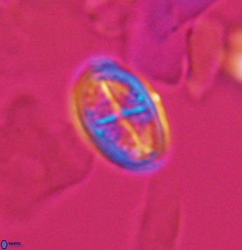 Crucicribrum cuniculatum 9644