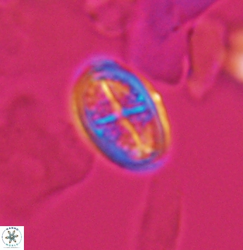 Crucicribrum cuniculatum 9644