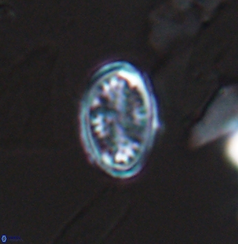 Crucicribrum cuniculatum 9645