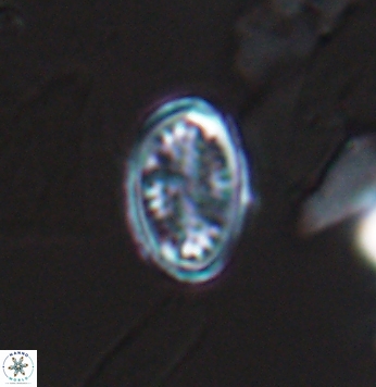 Crucicribrum cuniculatum 9645