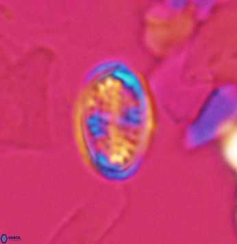 Crucicribrum cuniculatum 9646