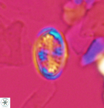 Crucicribrum cuniculatum 9646