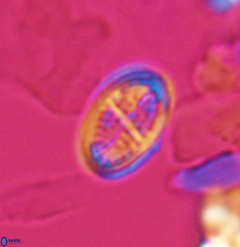 Crucicribrum cuniculatum 9648