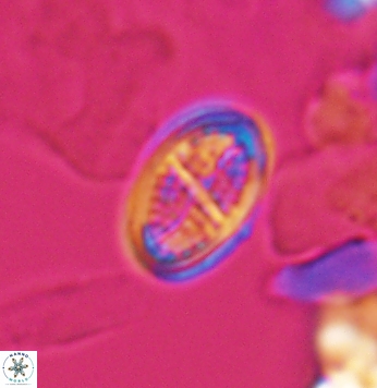 Crucicribrum cuniculatum 9648