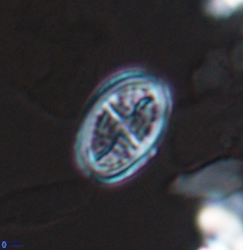 Crucicribrum cuniculatum 9649