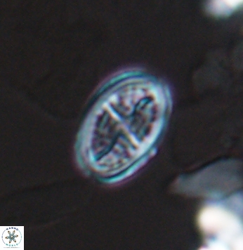 Crucicribrum cuniculatum 9649