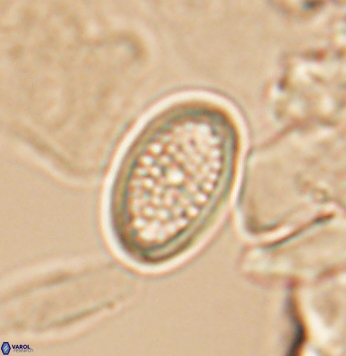 Crucicribrum cuniculatum 9650