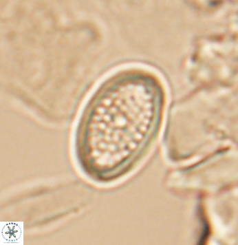 Crucicribrum cuniculatum 9650