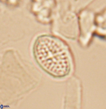Crucicribrum cuniculatum 9651