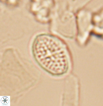 Crucicribrum cuniculatum 9651