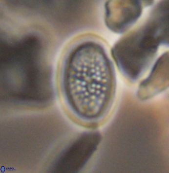 Crucicribrum cuniculatum 9652
