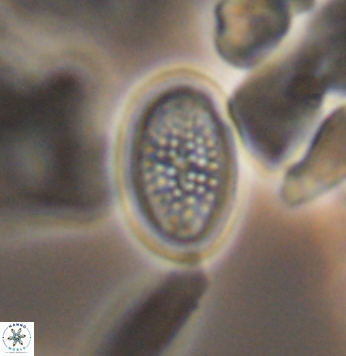 Crucicribrum cuniculatum 9652