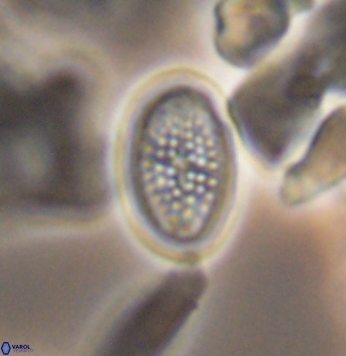 Crucicribrum cuniculatum 9653