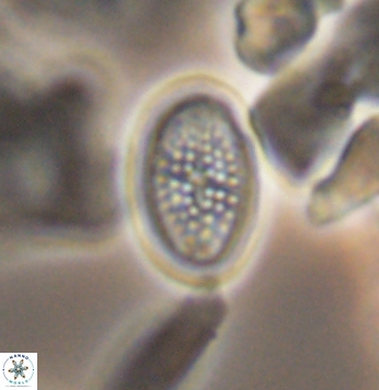 Crucicribrum cuniculatum 9653