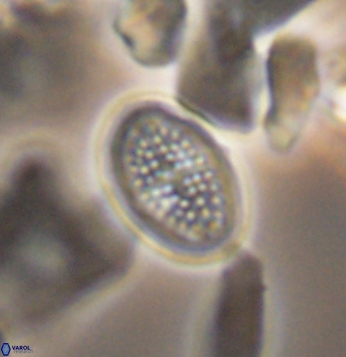 Crucicribrum cuniculatum 9654