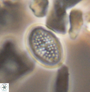 Crucicribrum cuniculatum 9654