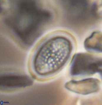 Crucicribrum cuniculatum 9655