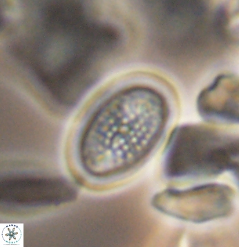 Crucicribrum cuniculatum 9655