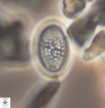 Crucicribrum cuniculatum 9656