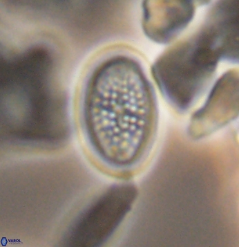 Crucicribrum cuniculatum 9657