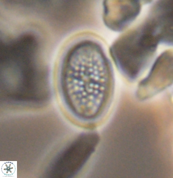 Crucicribrum cuniculatum 9657