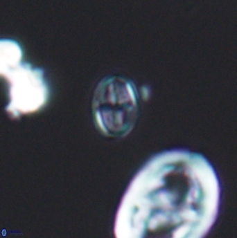 Crucicribrum extorsus 8509