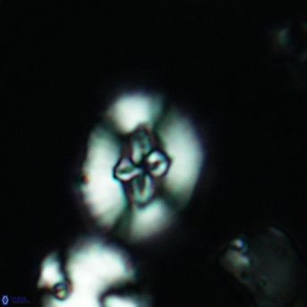 Cruciellipsis cuvillieri cuvillieri 3469