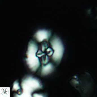 Cruciellipsis cuvillieri cuvillieri 3469