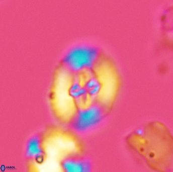 Cruciellipsis cuvillieri cuvillieri 3470