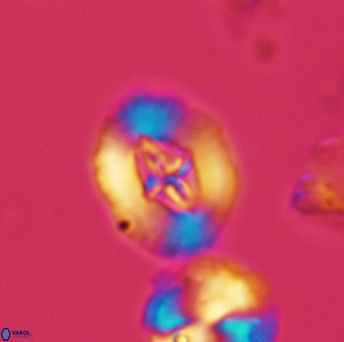 Cruciellipsis cuvillieri cuvillieri 3471