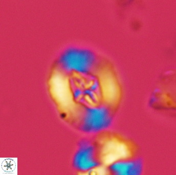 Cruciellipsis cuvillieri cuvillieri 3471