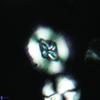 Cruciellipsis cuvillieri cuvillieri 3472