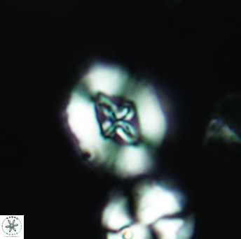 Cruciellipsis cuvillieri cuvillieri 3472