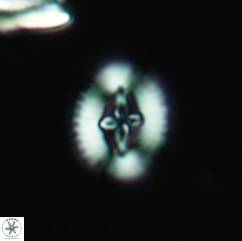 Cruciellipsis cuvillieri cuvillieri 3482