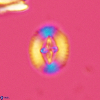 Cruciellipsis cuvillieri cuvillieri 3483