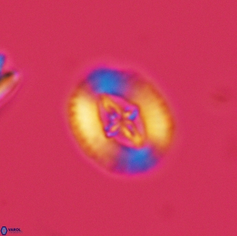 Cruciellipsis cuvillieri cuvillieri 3484