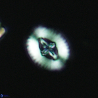 Cruciellipsis cuvillieri cuvillieri 3485